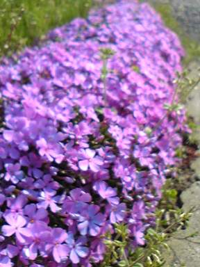 芝桜。_a0045293_10164628.jpg
