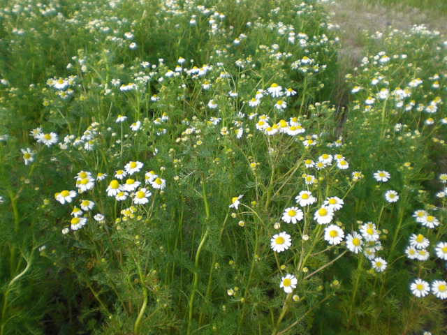c0099395_10104484.jpg