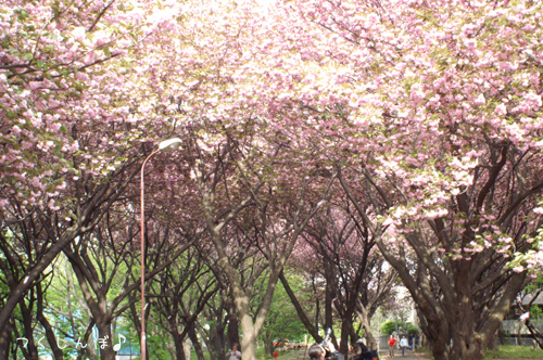 八重桜_b0154296_12303595.jpg