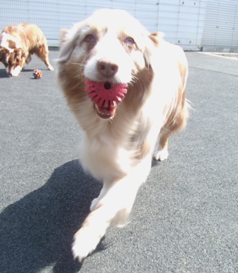 今日のお友達　AND　オーストラリアンシェパードの子犬達！！_f0077697_183885.jpg