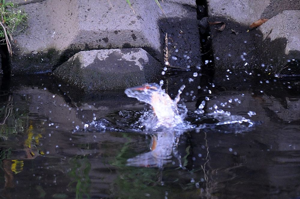 ママセミ朝シャン、パパセミは狩り_b0024798_5282341.jpg