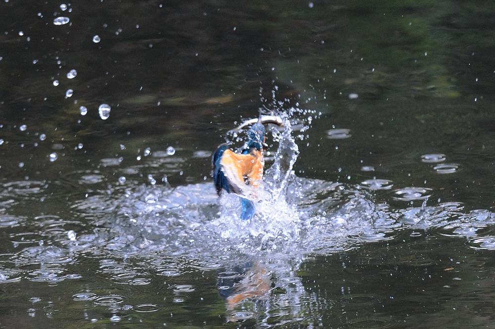 ママセミ朝シャン、パパセミは狩り_b0024798_5302281.jpg
