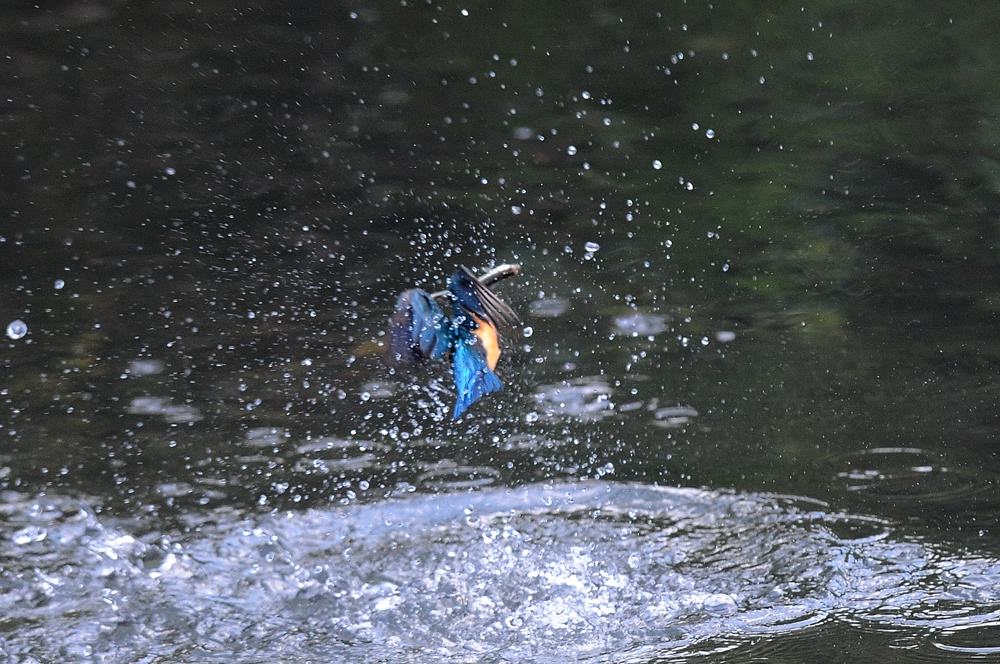 ママセミ朝シャン、パパセミは狩り_b0024798_5303151.jpg