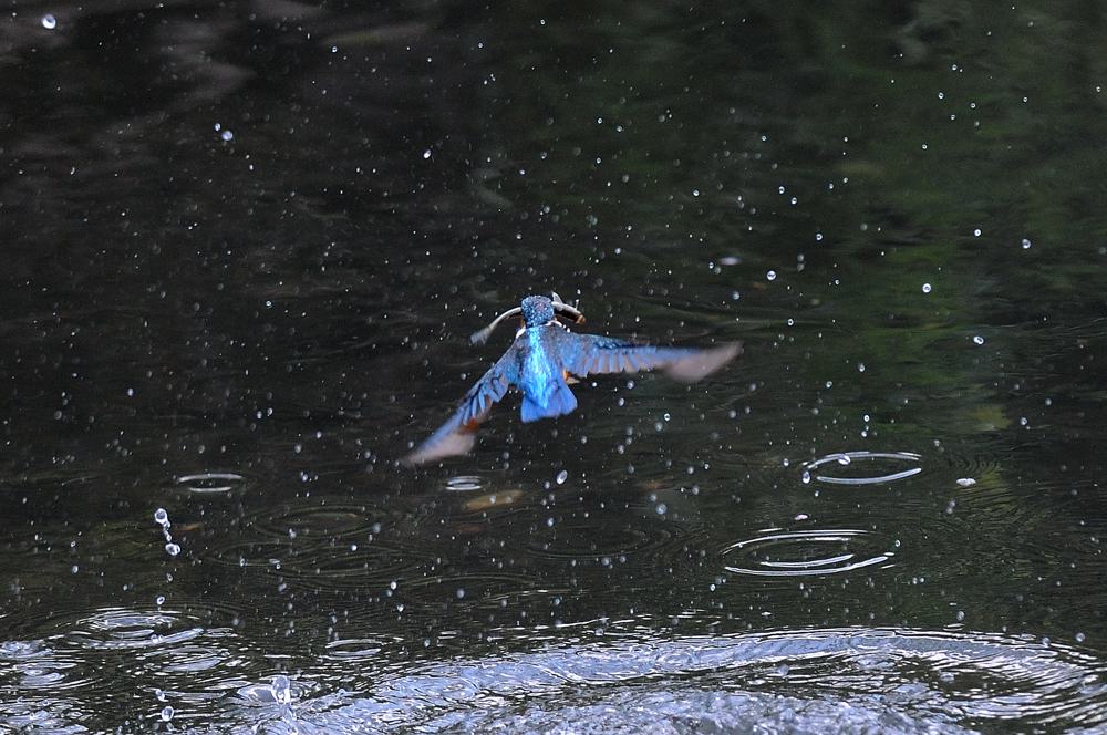 ママセミ朝シャン、パパセミは狩り_b0024798_532360.jpg