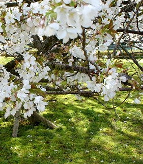 箱根の大島桜_b0145398_15493094.jpg