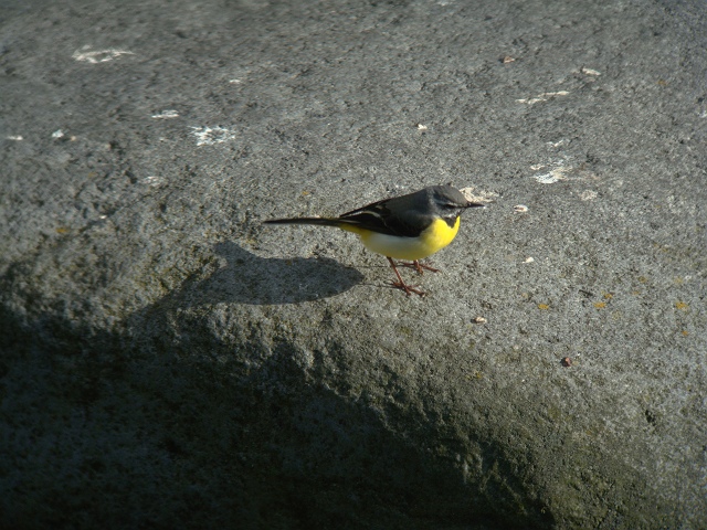 夏鳥を探して、冬鳥　　アトリ_c0079001_13501527.jpg