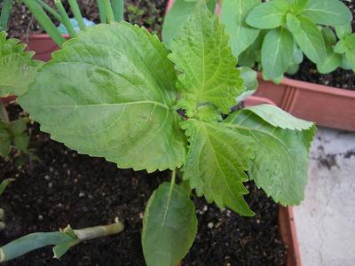 大葉 朝顔 苗植え お茶の間じかん 大葉 朝顔 苗植え お茶の間じかん
