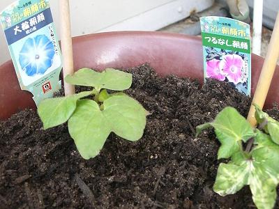 大葉 朝顔 苗植え お茶の間じかん