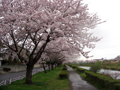 天寿・鳥海山 吟味良香（09-04-21 TUE.）_c0084908_205113.jpg