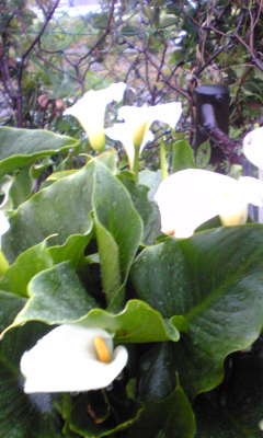 c0180209_19482551.jpg