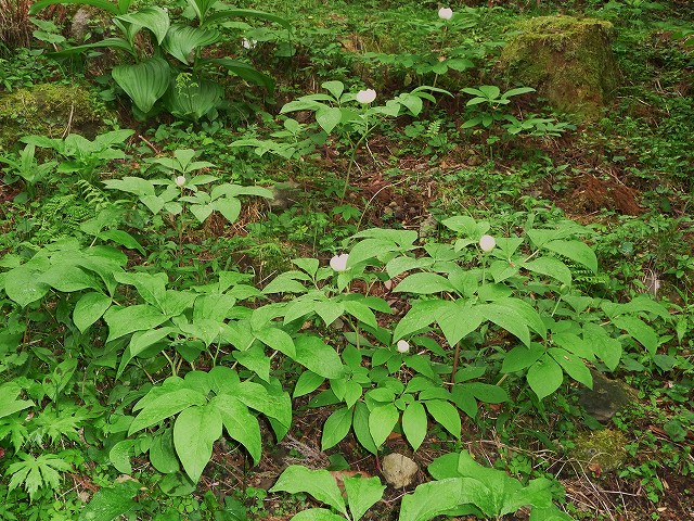 f0182513_21521498.jpg