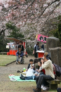 桜咲く～♪_f0126515_2140597.jpg