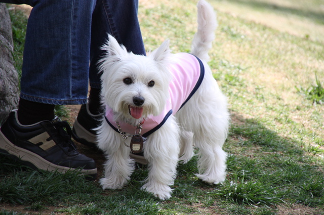 ４月のユーカリ白犬大集合　スマイル編_b0120217_0214915.jpg