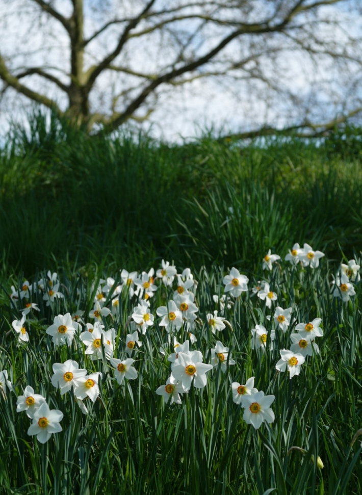 Ｂｌｕｍｅｎ（花々）三題_b0148617_1753544.jpg