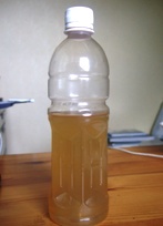 ヤップの民間療法_a0043520_20243645.jpg
