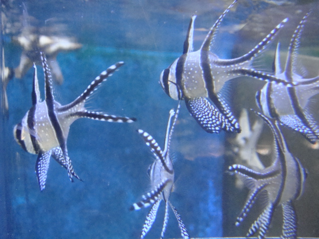 海水魚 サンゴ 水草 熱帯魚 日本産淡水魚 ペットメイト西宮店の生体ブログ 海水魚 サンゴ 水草 熱帯魚 日本産淡水魚 ペットメイト西宮店の生体ブログ