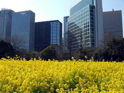 浜離宮と隅田川の桜_d0090824_74832.jpg