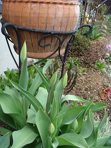f0170524_11233659.jpg