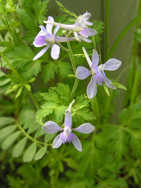 セリバヒエンソウ（芹葉飛燕草 ）_a0027125_865761.jpg