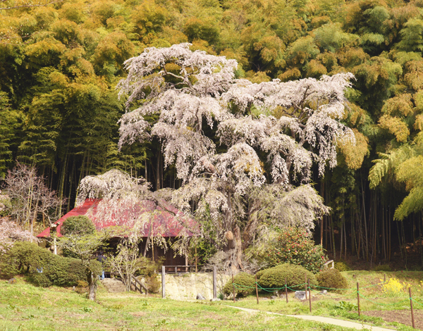 雪村庵の桜_d0048726_22253733.jpg