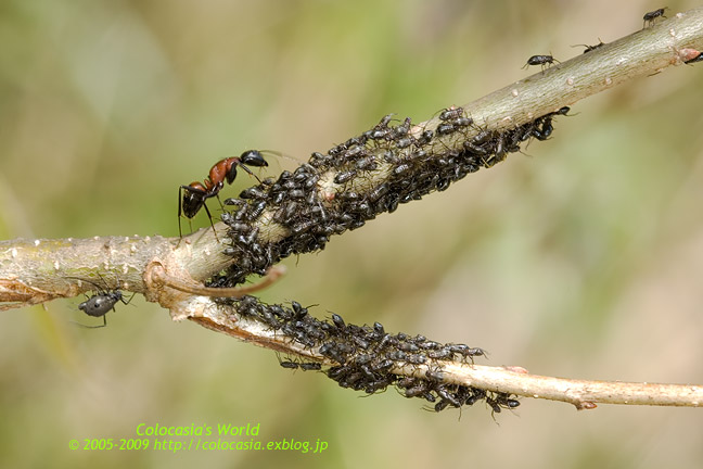 ムネアカオオアリとクリオオアブラムシ Colocasia S Photo World