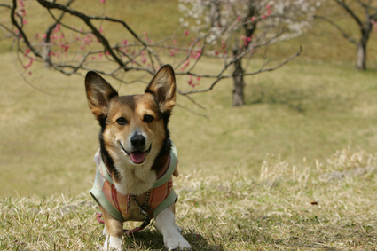 おやつねだる　短足犬や　直立す_b0031538_2382795.jpg