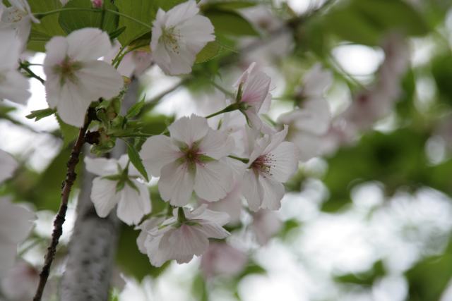 葉桜の季節に君を想うということ。_c0196340_18363168.jpg