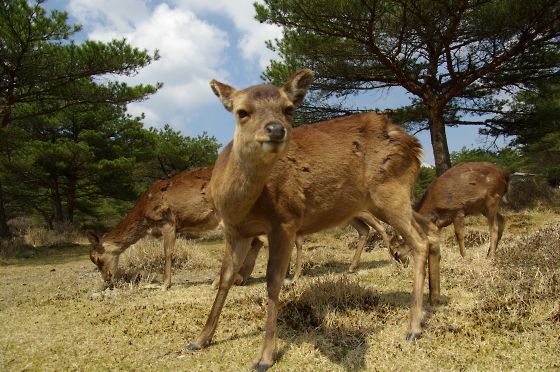 宮崎県　えびの高原周辺　　爽やかな風を感じて..._a0031741_1822750.jpg