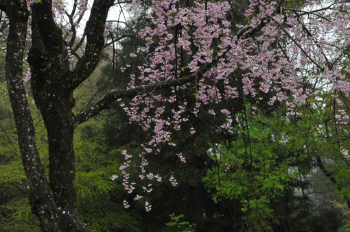 c0093046_7394170.gif