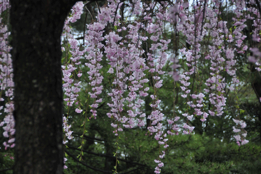 c0093046_7395936.gif