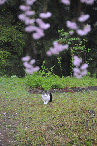 c0093046_7401737.gif