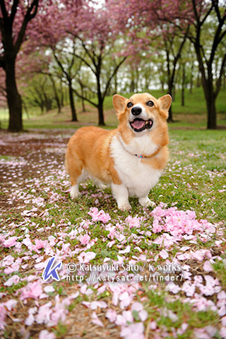 桜の撮影♪_b0090947_20251645.jpg