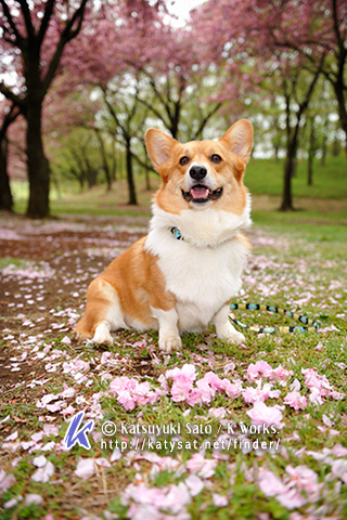 桜の撮影♪_b0090947_20253643.jpg