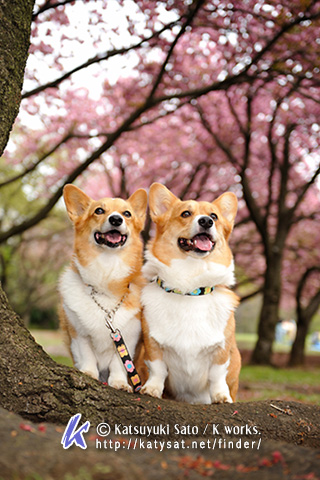 桜の撮影♪_b0090947_20263980.jpg