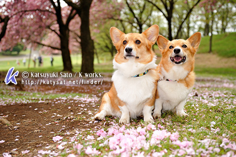 桜の撮影♪_b0090947_20323126.jpg