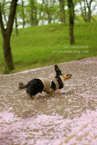 もいっちょ!ふわふわふかふか桜じゅうたん。_b0014949_1912113.jpg