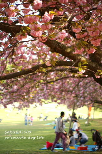 モコモコキラキラ八重桜。_b0014949_951892.jpg