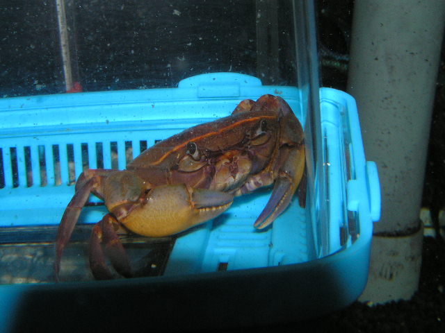 アフリカのゲキレア種ぞくぞく入荷 リミックス名東店熱帯魚