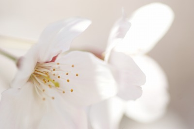 桜　染井吉野　＊ひかりの結晶＊_d0141365_7165429.jpg