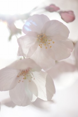 桜　染井吉野　＊ひかりの結晶＊_d0141365_718192.jpg