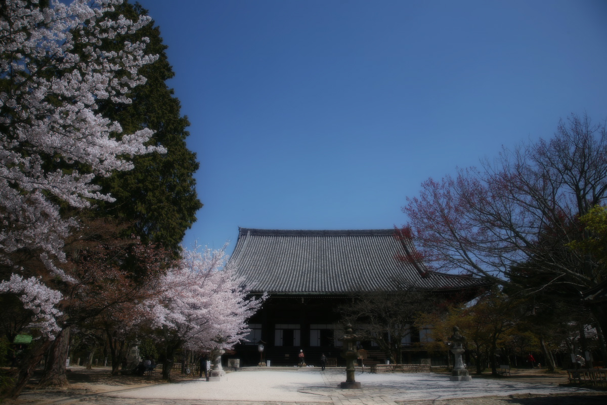 東山界隈　桜_f0021869_22523564.jpg