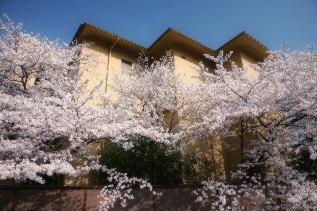 東山界隈　桜_f0021869_22554867.jpg