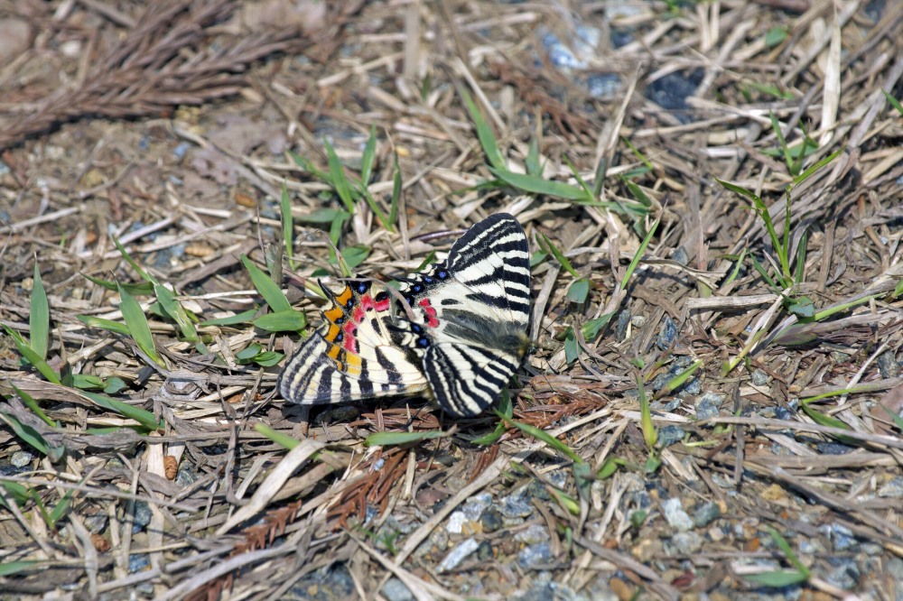 春が来た－桜にリス_a0071470_22531920.jpg