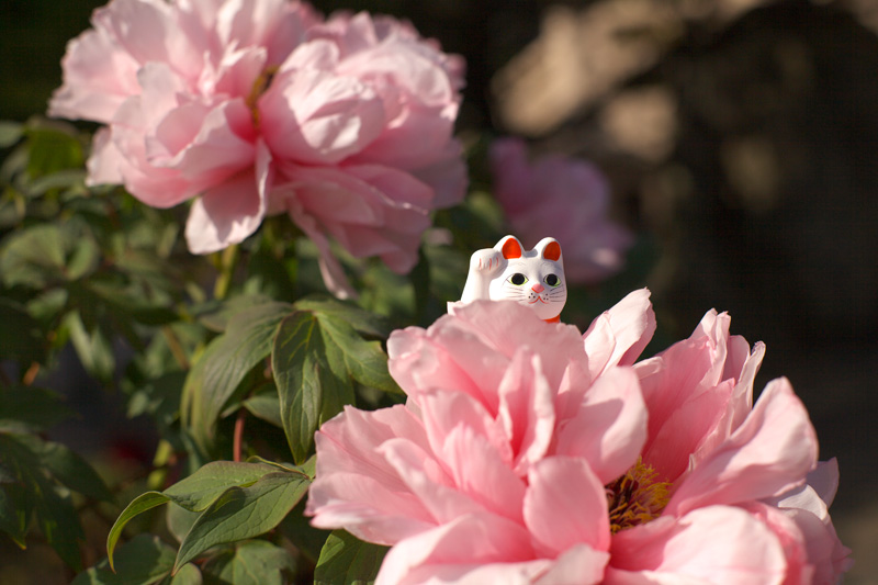 豪徳寺「猫が手招く福と運」 2009年4月19日_d0123571_01719.jpg