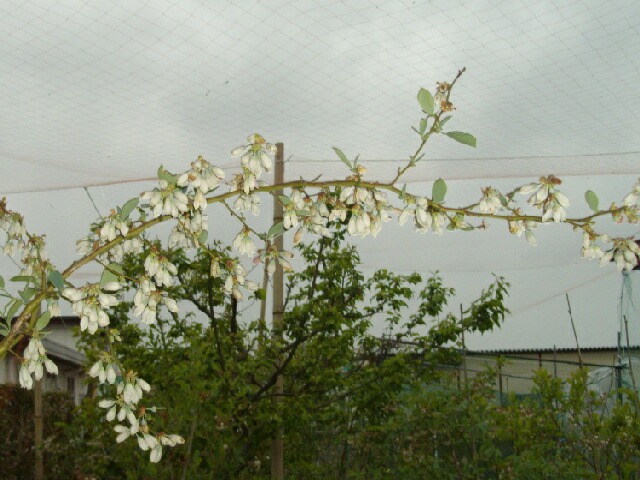 ブルーベリーの花芽のつき方と剪定と芽欠き_f0018078_9321887.jpg