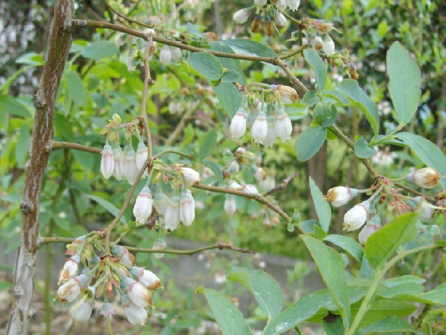 ブルーベリーの花芽のつき方と剪定と芽欠き_f0018078_9361462.jpg