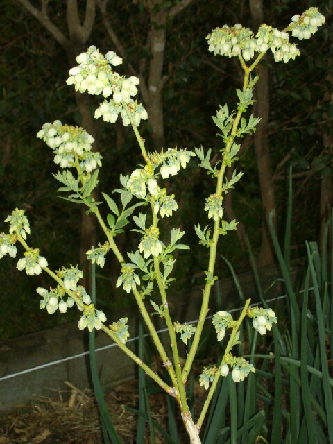 ブルーベリーの花芽のつき方と剪定と芽欠き_f0018078_944666.jpg