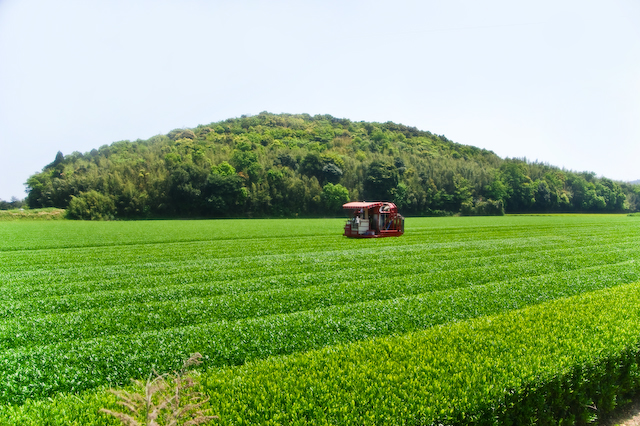 農という風景「お茶畑」_f0198878_1175393.jpg