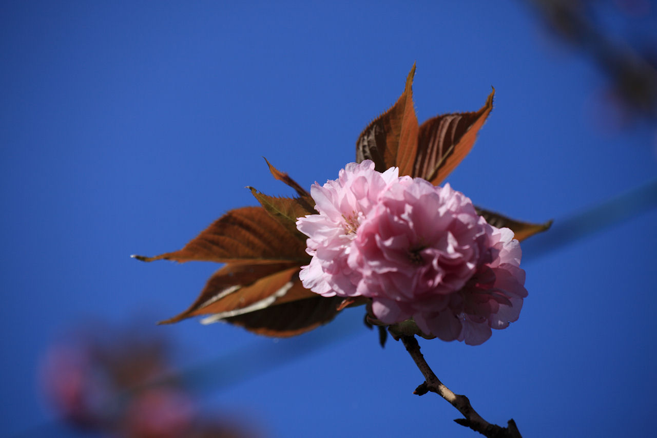 2009宮川堤の桜２_f0034583_21162683.jpg