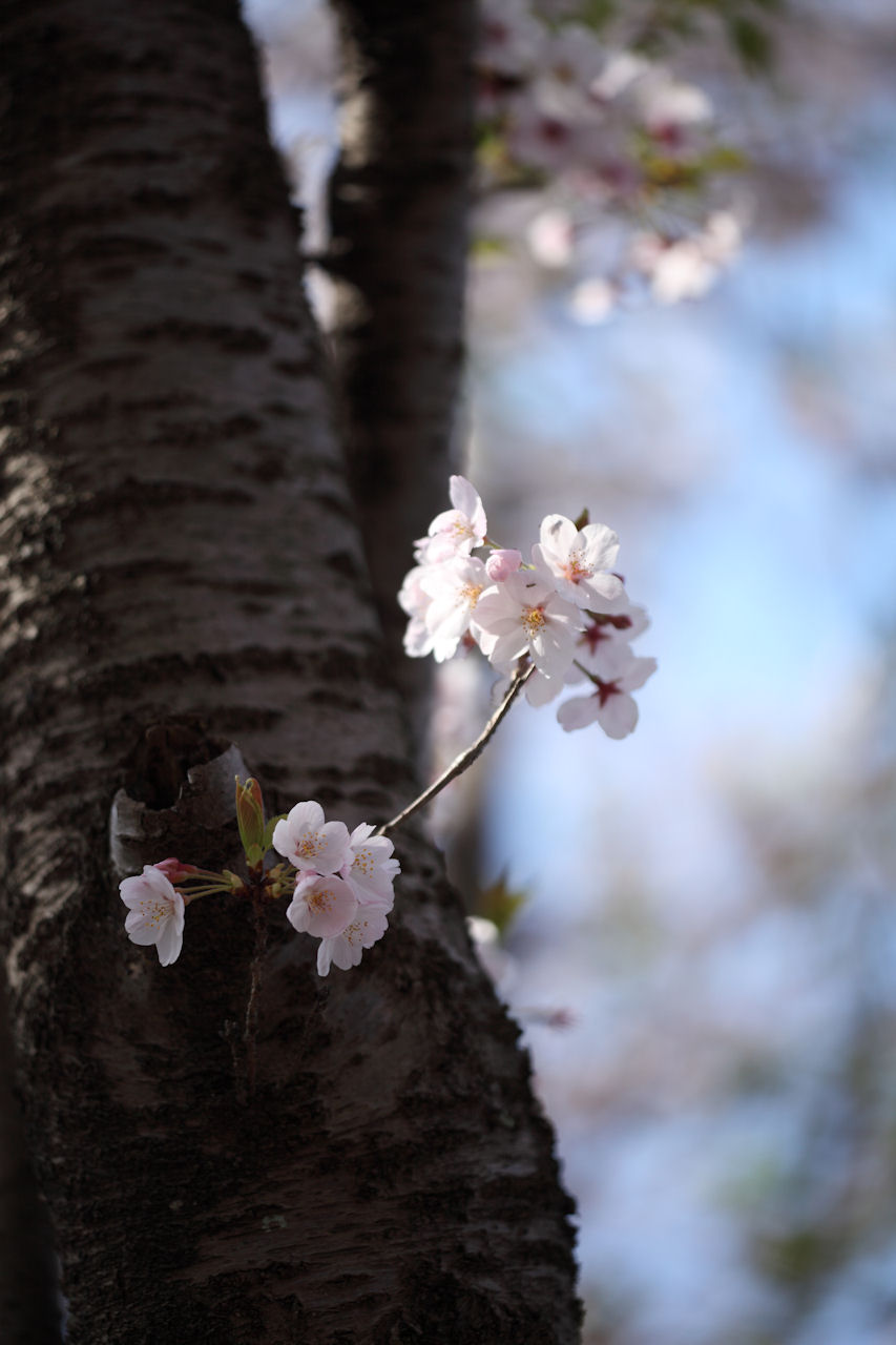 2009宮川堤の桜２_f0034583_21164751.jpg